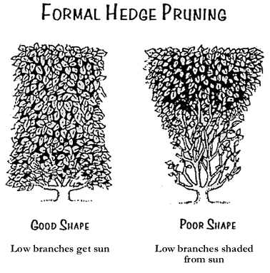 Formal Hedge Pruning