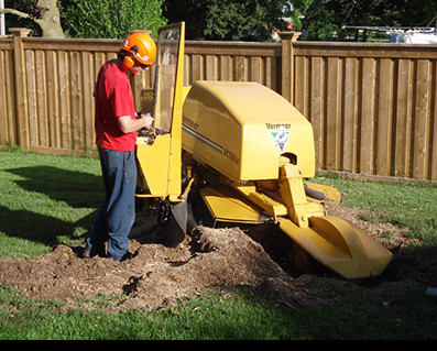 Tree Stumping photo